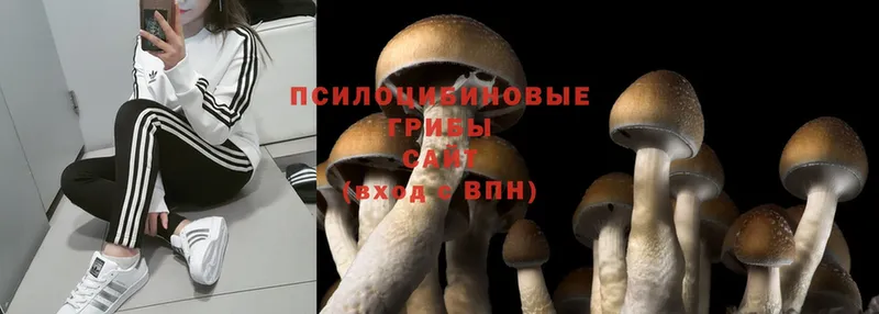 Псилоцибиновые грибы Psilocybine cubensis  Альметьевск 